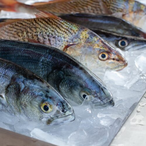 Fish - Frozen