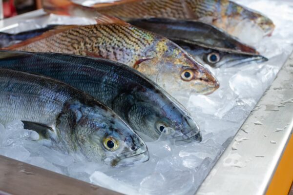 Fish - Frozen