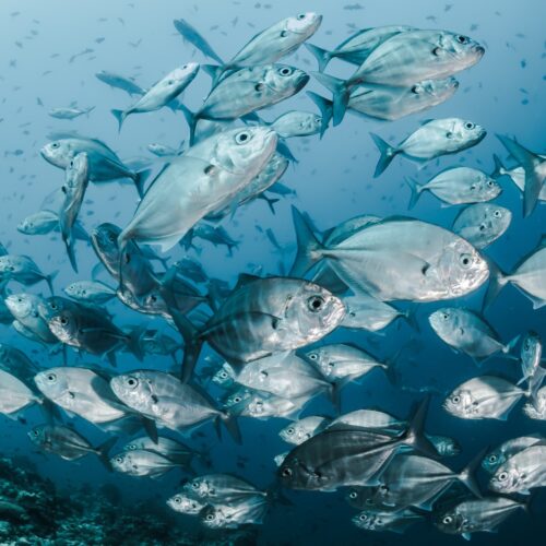 Fish - Live