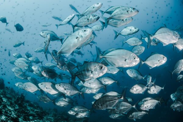 fish-live Fish - Live