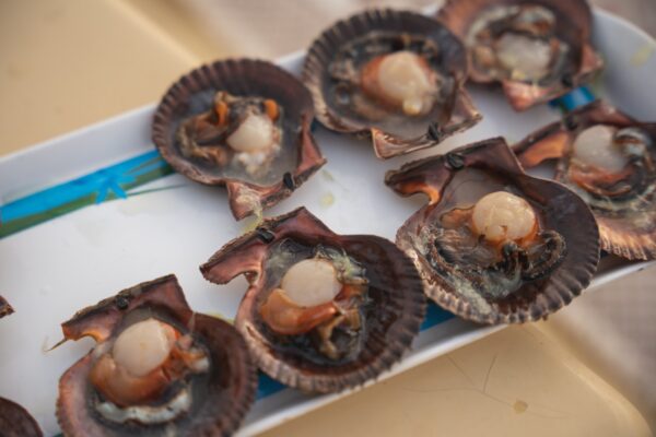scallop Scallop, Squid & Shell-fish